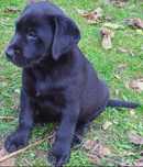 Szczeniak Labrador