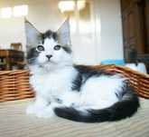 Kocurek Maine Coon - Bydgoszcz