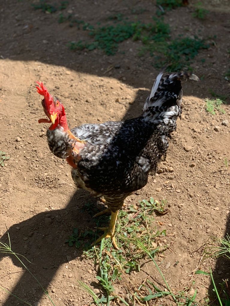 Galo predês pescoço careca