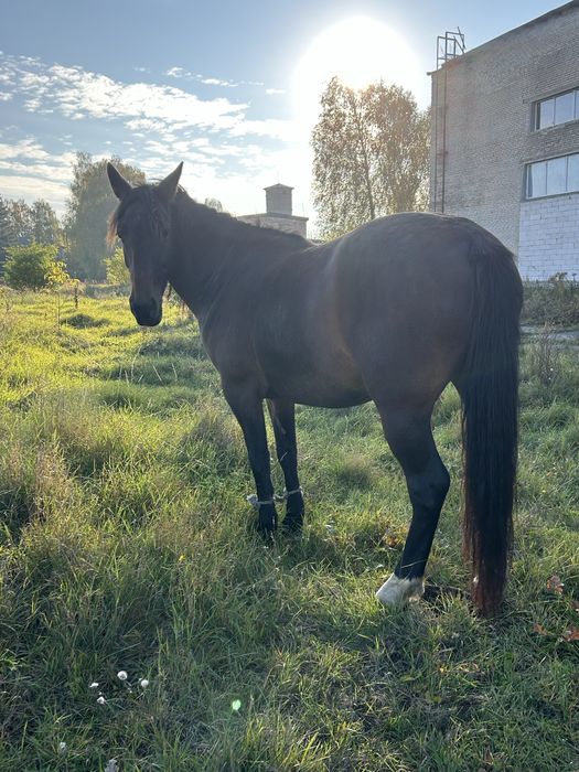 Продам робоччу кобилу спокійну 7 років, жеребна!