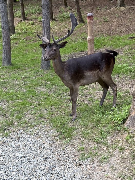 Daniele w różnym wieku