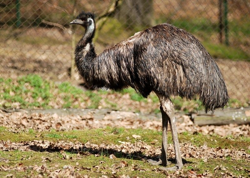 STRUSIE EMU - sprzedam