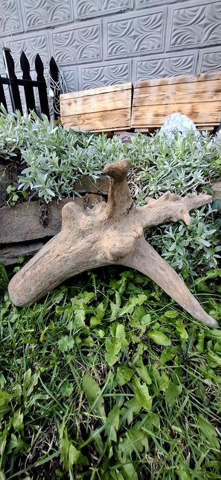 Piękny korzeń do akwarium terrarium