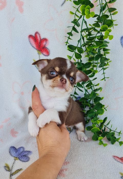 Excelente chocolatinha Chihuahua/Chiuaua mini,Linhagem Russa,Qualidade
