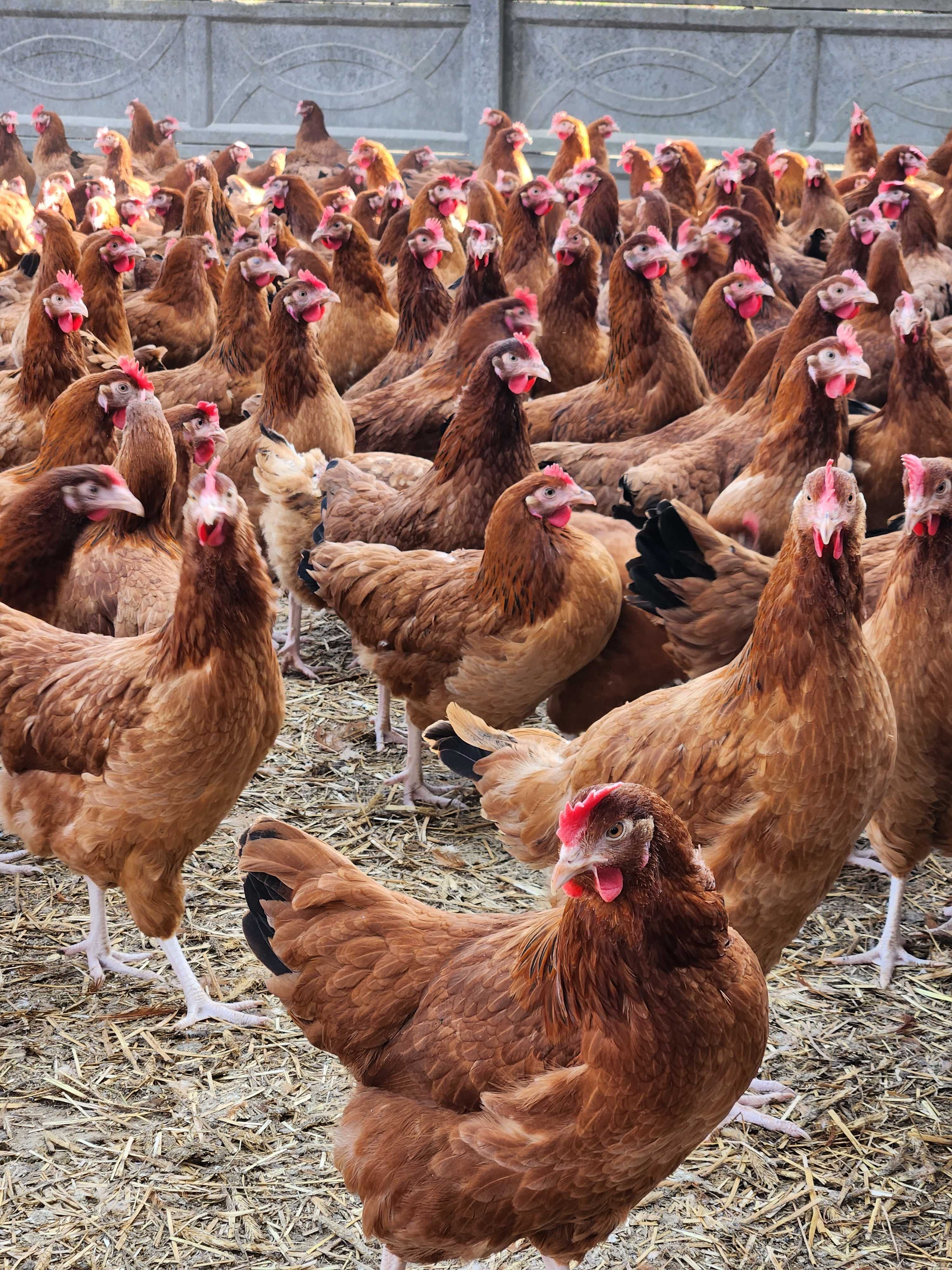 Kury nioski młode z pierwszym jajkiem Rosa Messa Leghorn.Transport ..
