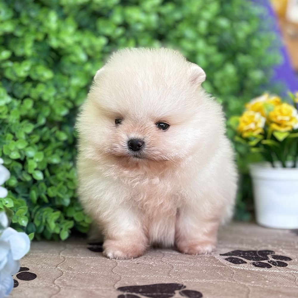 ляльковий Ведмедик шок классу