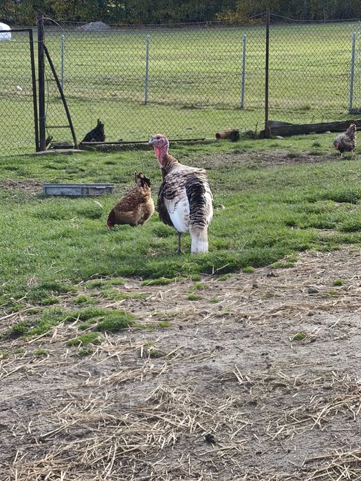 Sprzedam indyka z tego roku