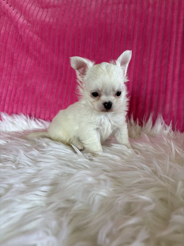 Chihuahua śnieżnobiała  mini sunia Jessy