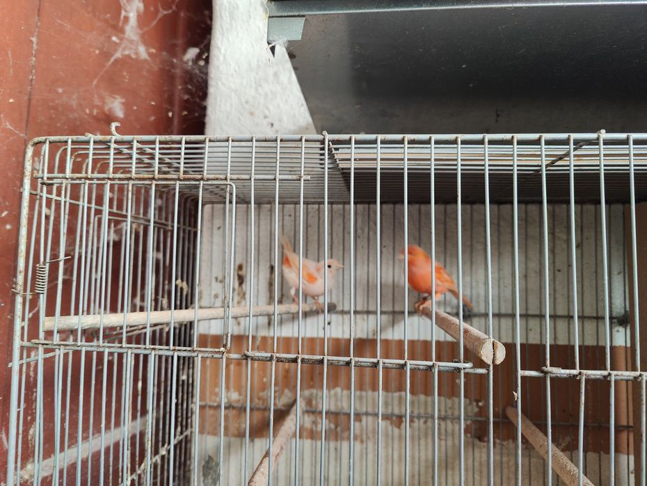 Canários para ceder