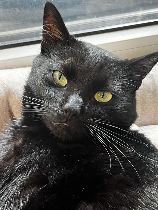 Темінь шукає дім