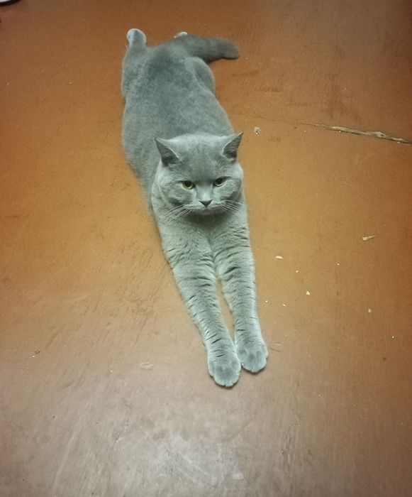 Отдам кота британца, кастрирован