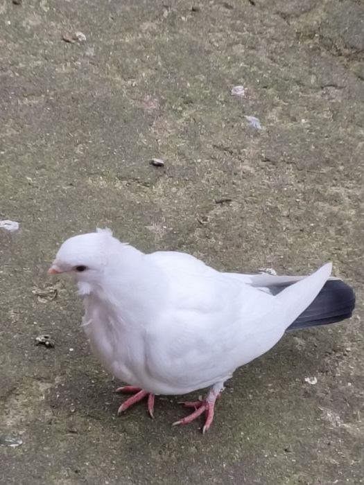 Gołębie Drejery z tego roku