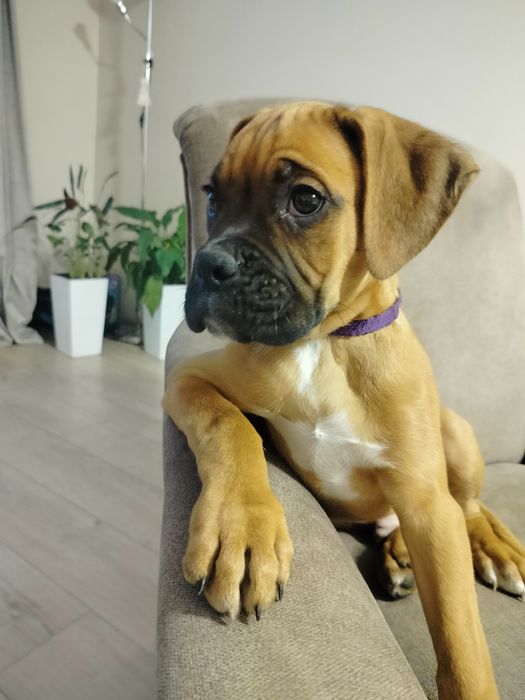 szczeniak bokser super oferta