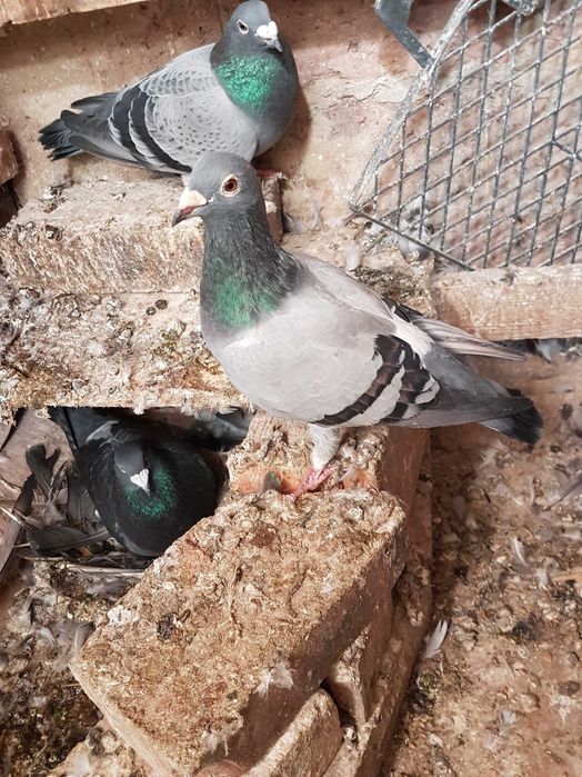 Gołębie pocztowe ,samica