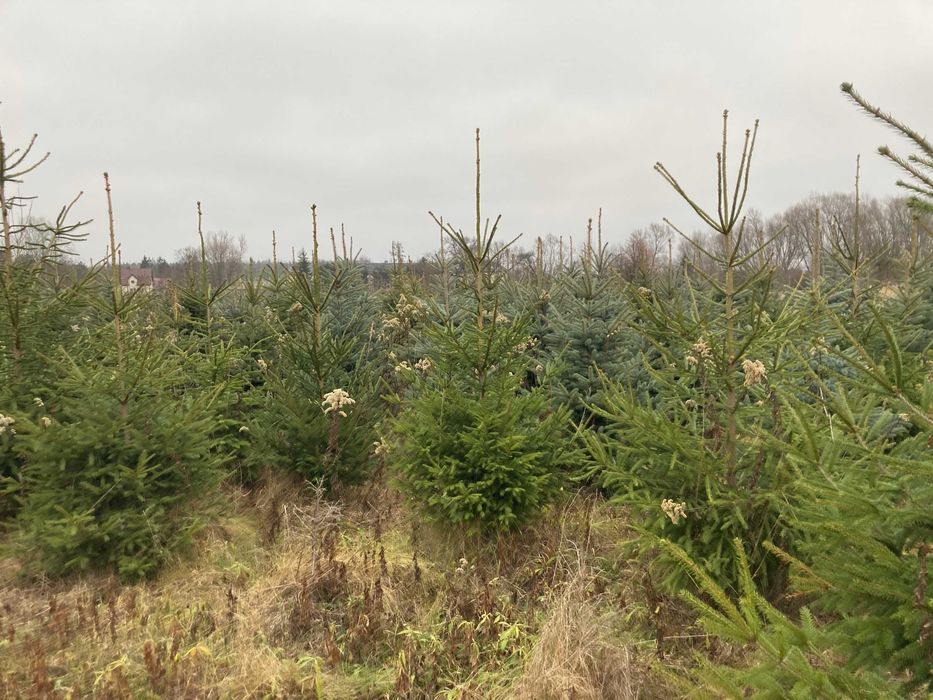 Plantacja choinek, Świerk, Jodła