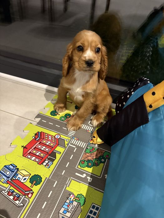 Cocker Spaniel Angielski samiec