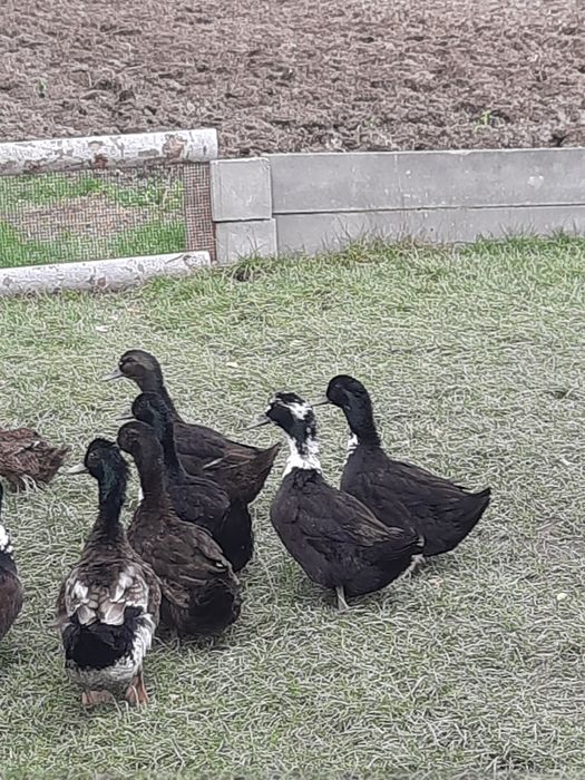 Kaczki dworki  dworka