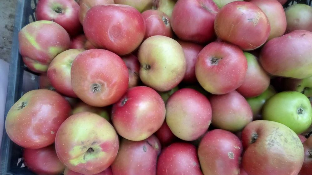 Продам яблоки своего сада