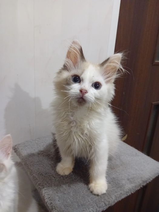 Kotka  Ragdoll kocięta