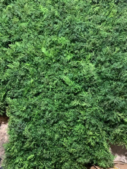 Свежая зелень - Укроп Петрушка оптом; Сушенный Базилик.