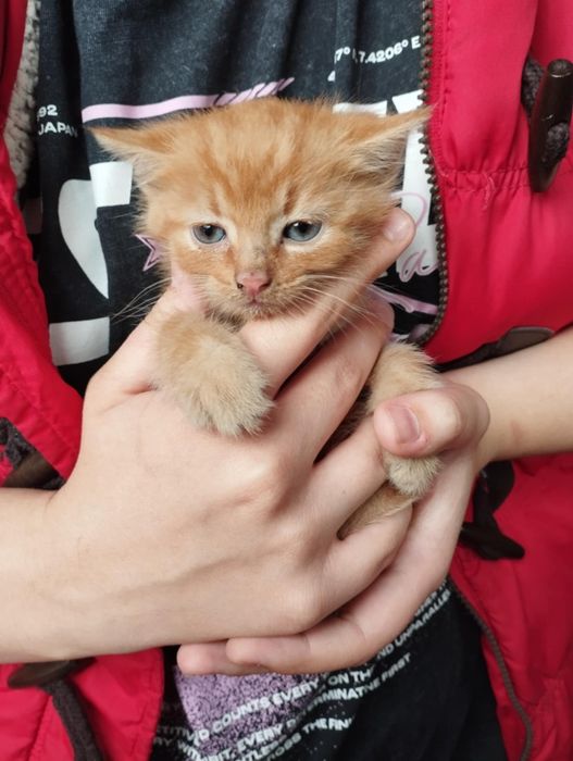 Oddam kota w dobre ręce