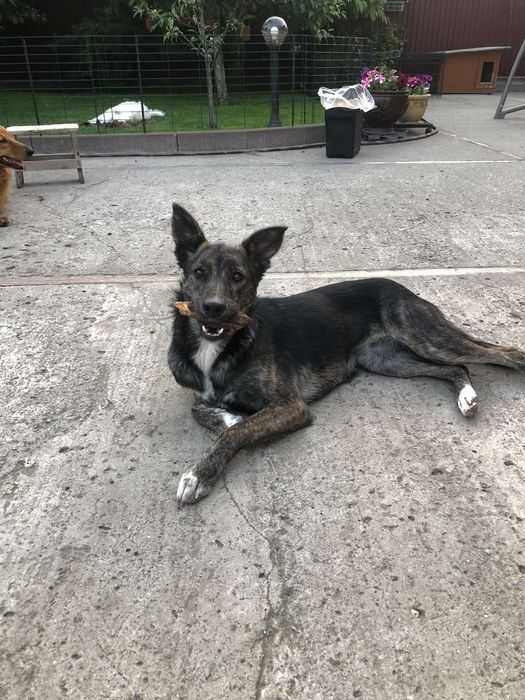 Віддаємо в добрі руки