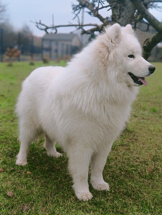 Samoyed piesek 8  miesięcy