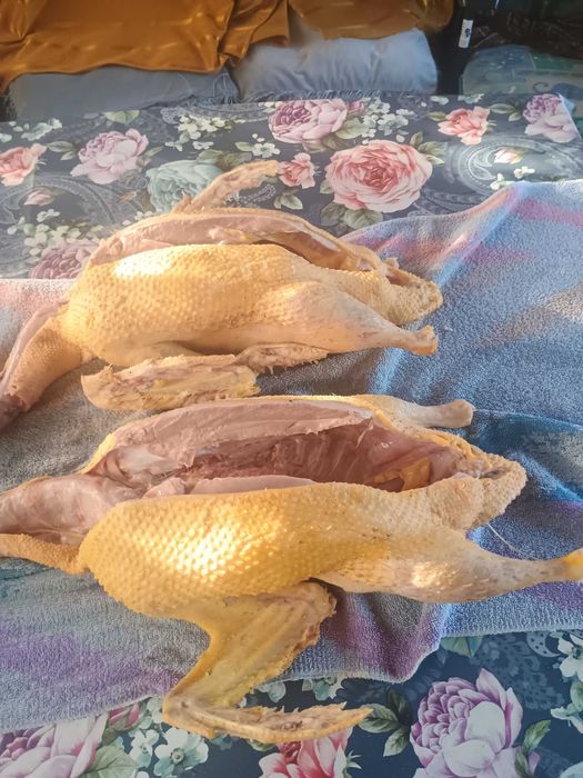 Kaczki tuszka chów wiejski