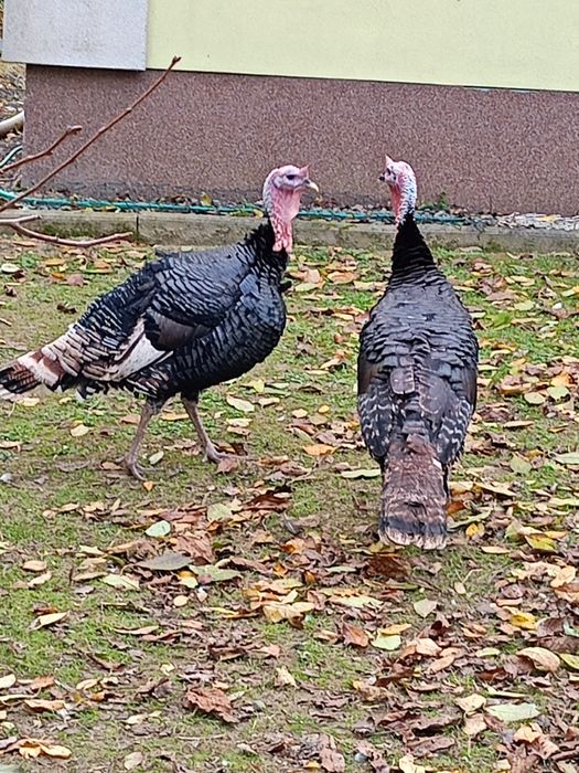 Sprzedam 2  Indory tegoroczne