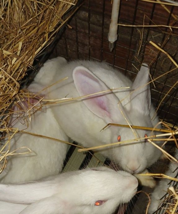 Coelhos brancos prontos a reproduzir//Coelhos brancos nascidos a 10/10
