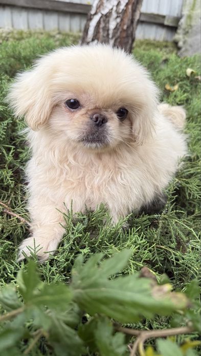 Продам дівчинку пекінеску.