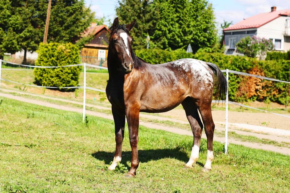 Klacz polski koń sportowy tarantowata