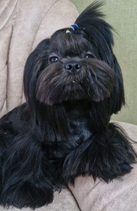 Лагідний, чемний хлопчик, ши тцу