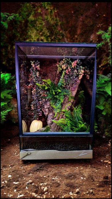 Terrarium 40x40x60H, wystrój, Producent, wysyłka, ścianka Nowe
