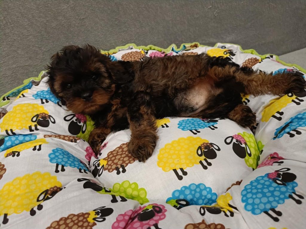 Cavapoo Gary - sobolowy