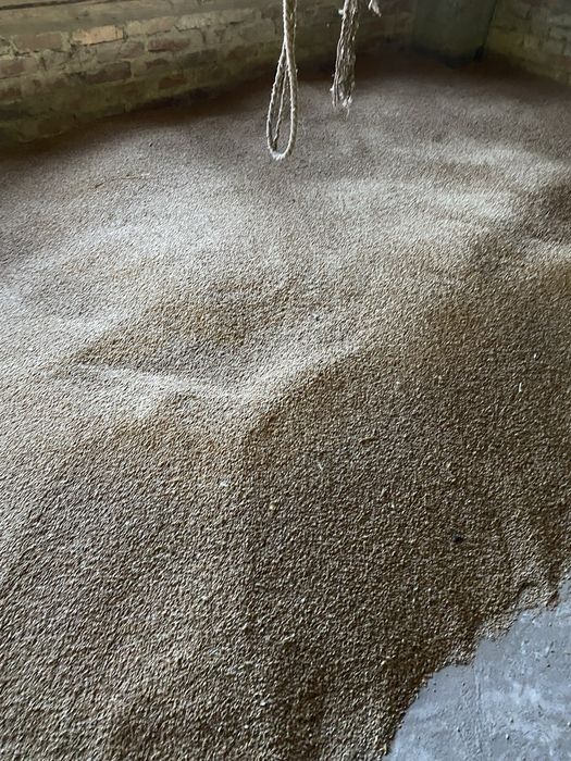 Pszenżyto tegoroczne