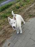 Łajka jakucka nie owczarek nie samojed nie border