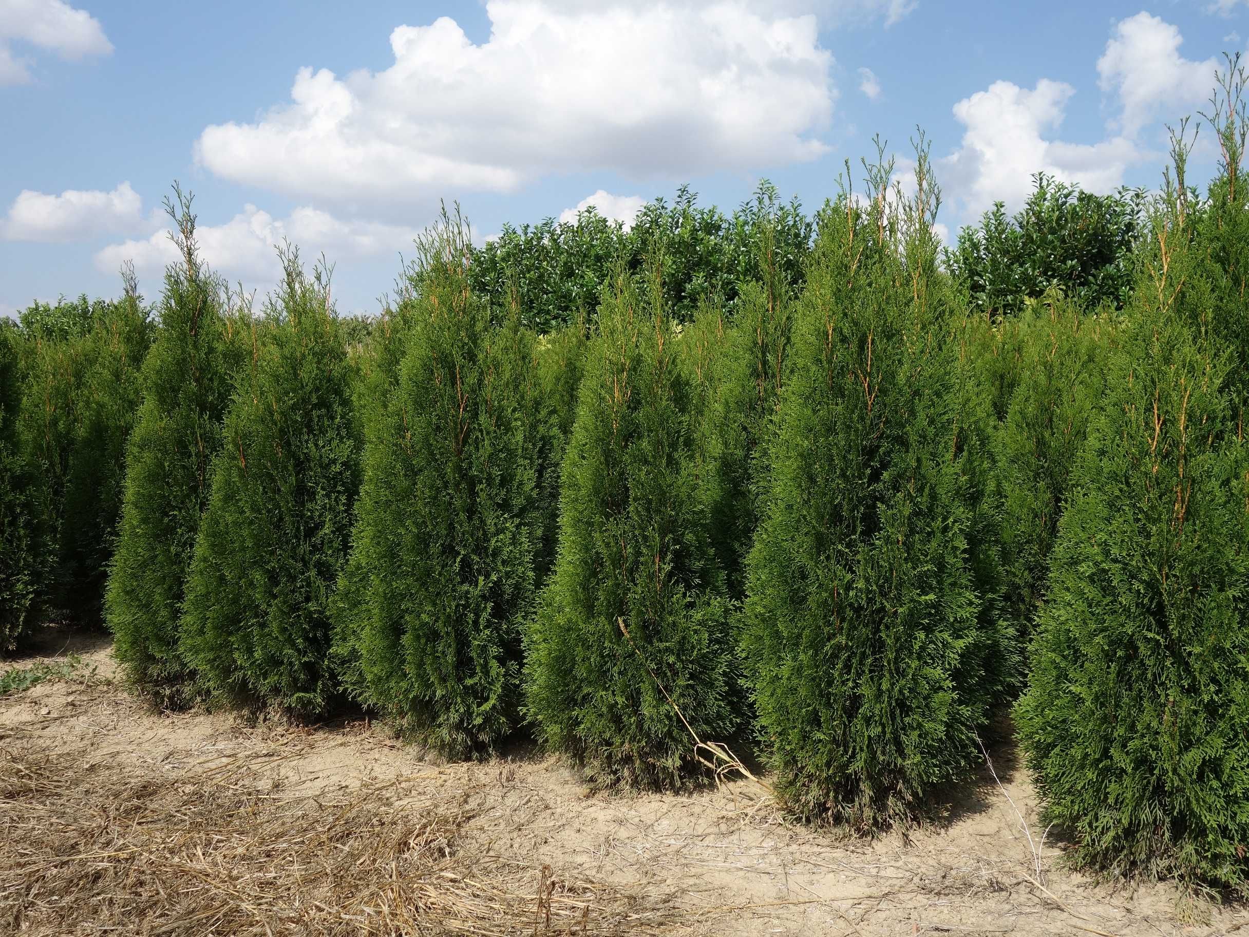 Tuja Szmaragd 160,180,200,220 cm! Thuja Smaragd! Dowóz! Sadzimy! Tuje!