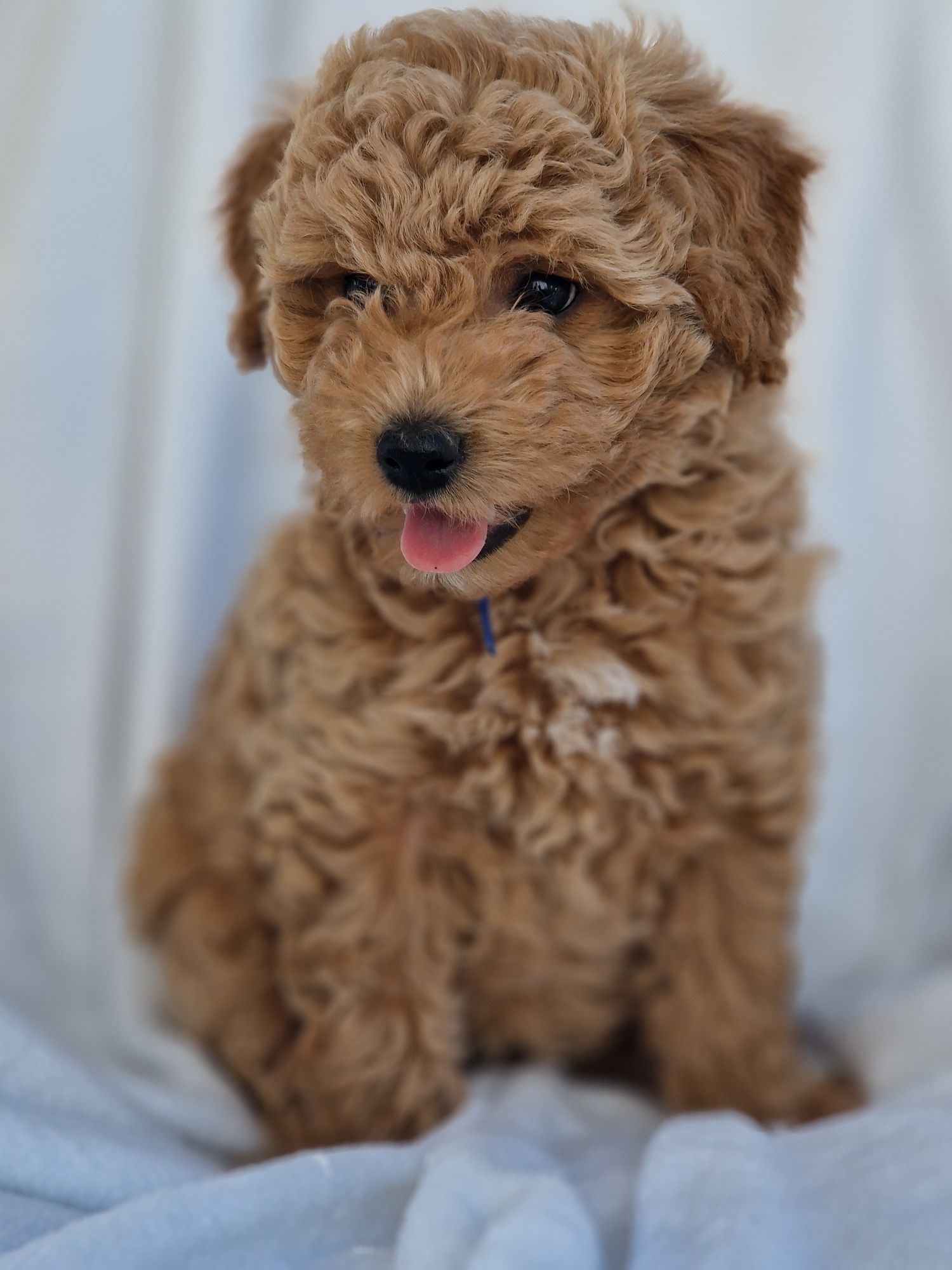 Bichpoo Poochon Bichon Frise Pudel Toy jak Maltipoo piesek
