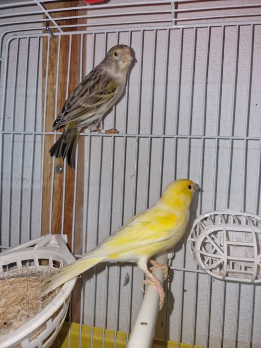 Plantel de canários para cedência