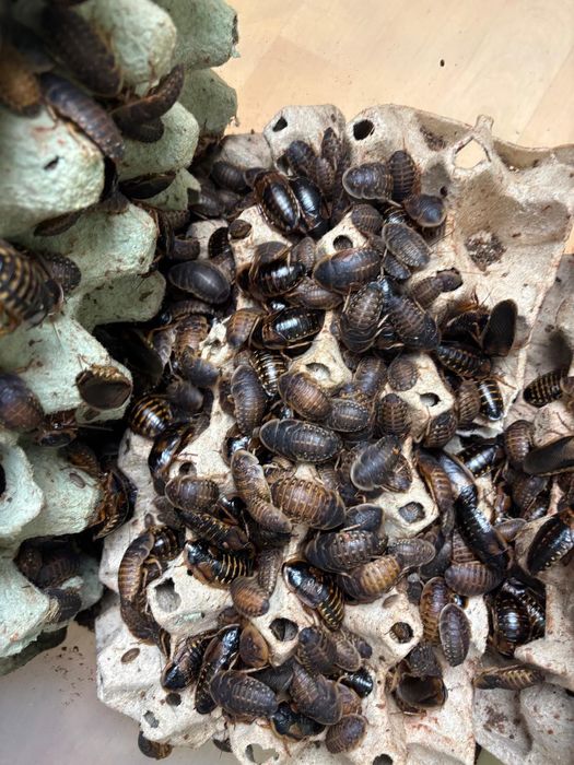 Karaczan argentyński (Blaptica Dubia) Różne wielkości od małych-Adult!