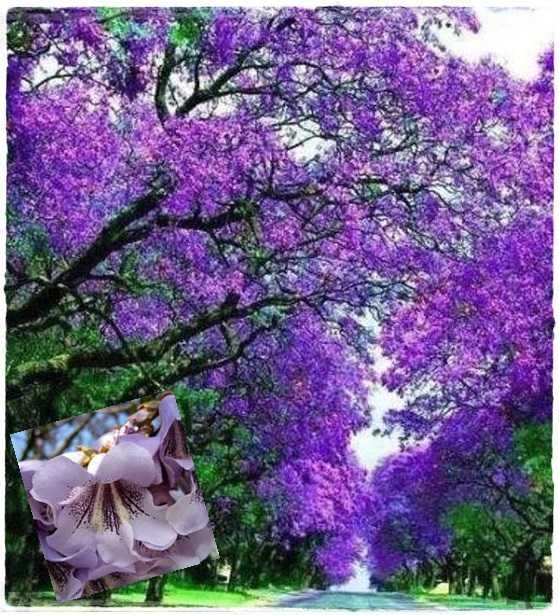 Paulownia sadzonki 50-70 cm! Cesarskie drzewko szczęścia!