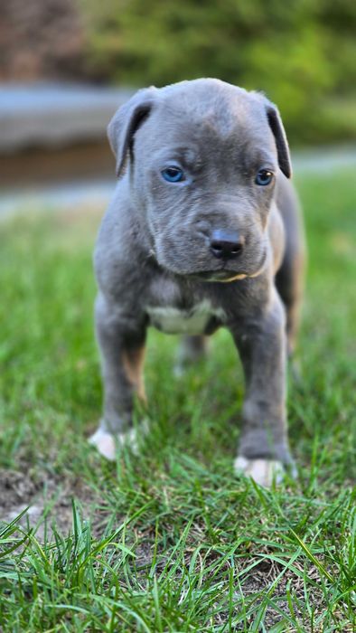 American bully xl