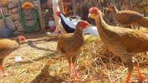 Various Bird Species – Raised in Ideal Conditions