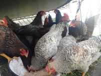 Koguty rasowe Australorp, Amrock, Włoszka, wyandotte, legbar cream