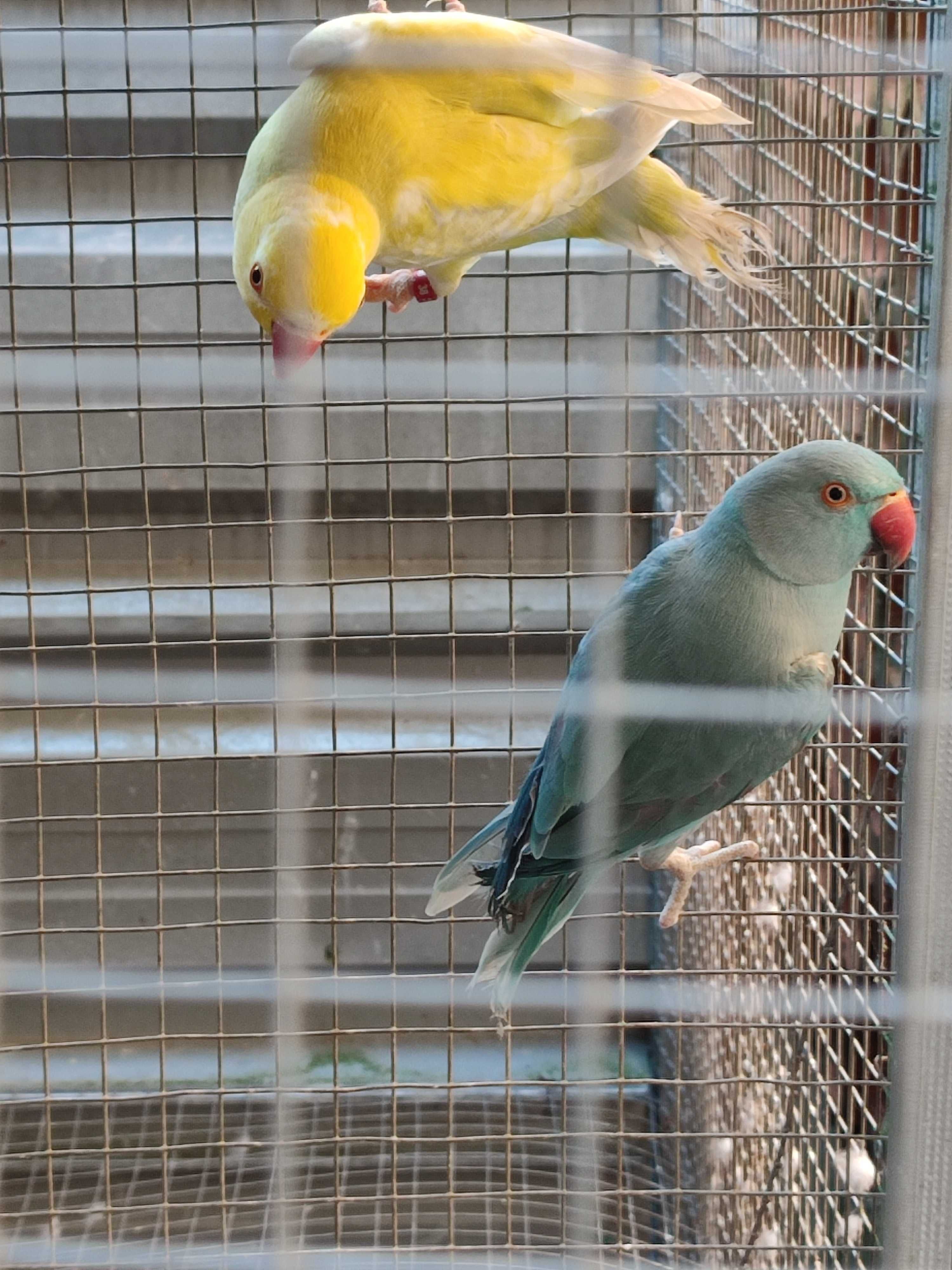 Várias aves para ceder