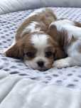 Cavalier King Suczka blenheim przepiekna domowa legalna hodowla