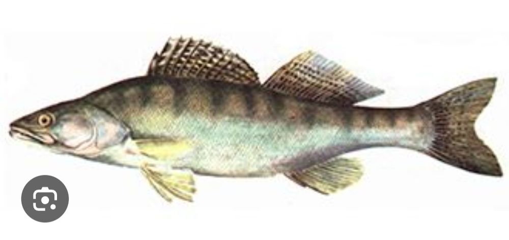 Żywy sandacz mały i duży