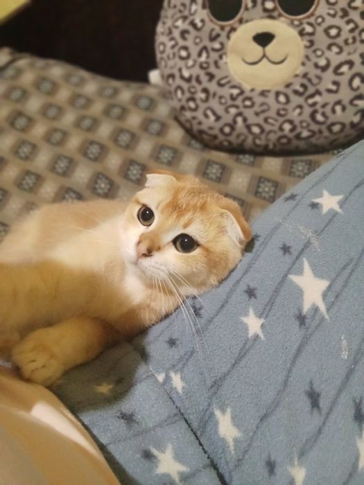 Котик золота шиншила ny12