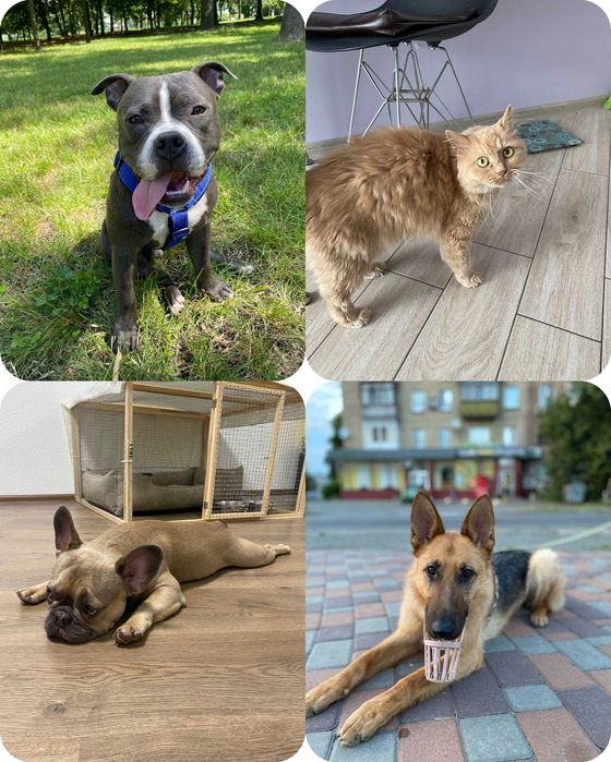 Spacer z Psem, Petsitting (Psy\Koty) Opieka Całodobowa Krzyki